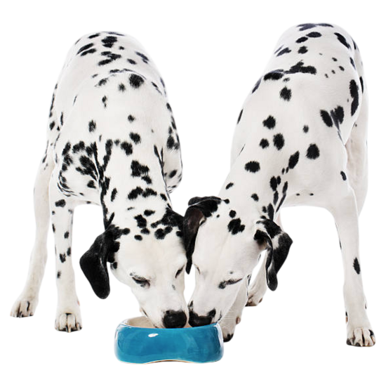 Sausā barība suņiem